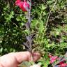 Fotografia 7 da espécie Salvia greggii do Jardim Botânico UTAD