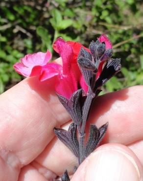 Fotografia 8 da espécie Salvia greggii no Jardim Botânico UTAD