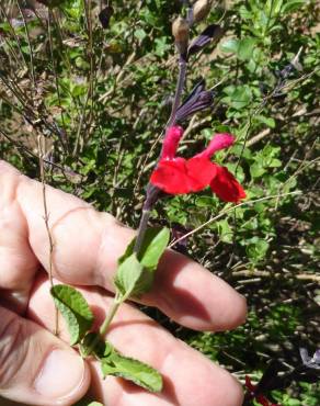 Fotografia 9 da espécie Salvia greggii no Jardim Botânico UTAD