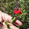 Fotografia 9 da espécie Salvia greggii do Jardim Botânico UTAD