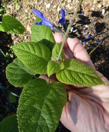 Fotografia da espécie Salvia mexicana