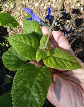 Fotografia 12 da espécie Salvia mexicana no Jardim Botânico UTAD