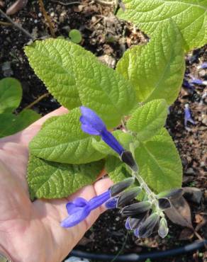 Fotografia 13 da espécie Salvia mexicana no Jardim Botânico UTAD