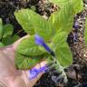 Fotografia 13 da espécie Salvia mexicana do Jardim Botânico UTAD