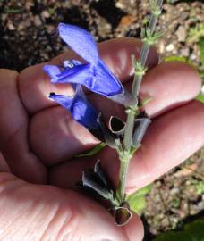 Fotografia da espécie Salvia mexicana