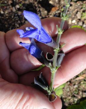 Fotografia 14 da espécie Salvia mexicana no Jardim Botânico UTAD