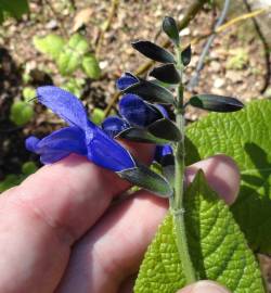 Fotografia da espécie Salvia mexicana