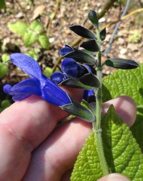 Fotografia 15 da espécie Salvia mexicana no Jardim Botânico UTAD