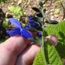 Fotografia 15 da espécie Salvia mexicana do Jardim Botânico UTAD