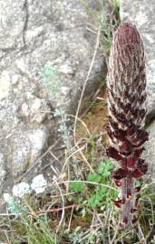 Fotografia da espécie Orobanche foetida