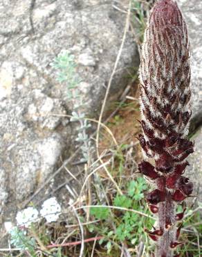 Fotografia 15 da espécie Orobanche foetida no Jardim Botânico UTAD