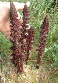 Fotografia da espécie Orobanche foetida