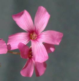 Fotografia da espécie Oxalis articulata