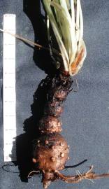 Fotografia da espécie Oxalis articulata