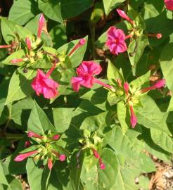 Fotografia da espécie Mirabilis jalapa