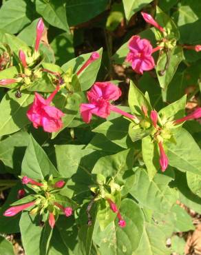 Fotografia 19 da espécie Mirabilis jalapa no Jardim Botânico UTAD