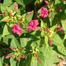 Fotografia 19 da espécie Mirabilis jalapa do Jardim Botânico UTAD