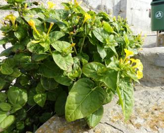 Fotografia da espécie Mirabilis jalapa