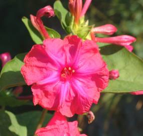 Fotografia da espécie Mirabilis jalapa