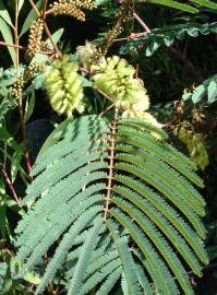 Fotografia da espécie Paraserianthes lophantha