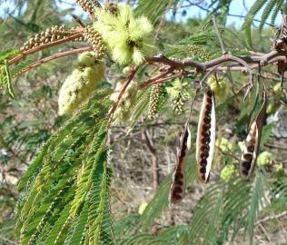 Fotografia da espécie Paraserianthes lophantha