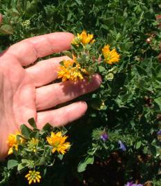 Fotografia da espécie Medicago falcata