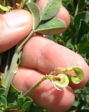 Fotografia 10 da espécie Medicago falcata no Jardim Botânico UTAD