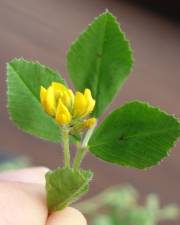 Fotografia da espécie Medicago blancheana