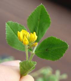 Fotografia da espécie Medicago blancheana