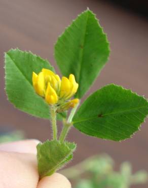 Fotografia 1 da espécie Medicago blancheana no Jardim Botânico UTAD