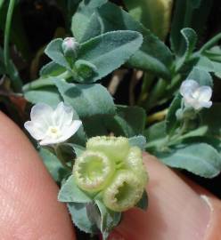 Fotografia da espécie Omphalodes kuzinskyanae