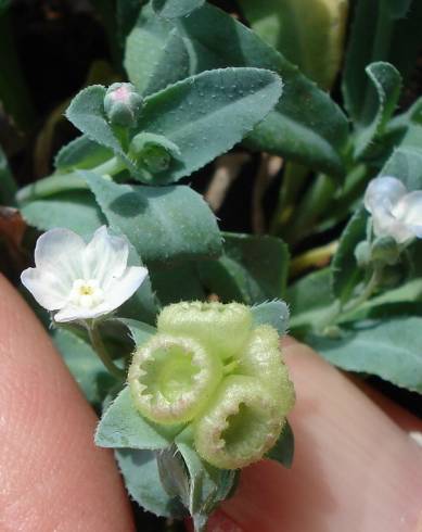 Fotografia de capa Omphalodes kuzinskyanae - do Jardim Botânico