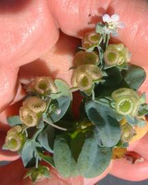 Fotografia da espécie Omphalodes kuzinskyanae