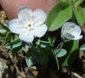 Fotografia da espécie Omphalodes kuzinskyanae