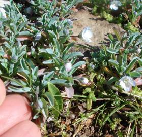 Fotografia da espécie Omphalodes kuzinskyanae