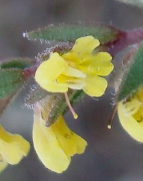 Fotografia 1 da espécie Odontites viscosus no Jardim Botânico UTAD