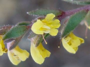 Fotografia da espécie Odontites viscosus