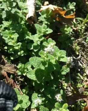 Fotografia 31 da espécie Mentha suaveolens no Jardim Botânico UTAD