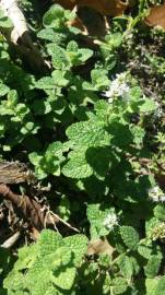 Fotografia da espécie Mentha suaveolens