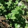 Fotografia 32 da espécie Mentha suaveolens do Jardim Botânico UTAD