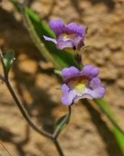 Fotografia da espécie Chaenorhinum origanifolium