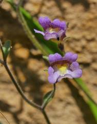 Chaenorhinum origanifolium subesp. origanifolium