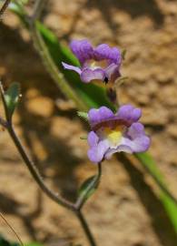 Fotografia da espécie Chaenorhinum origanifolium subesp. origanifolium