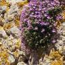 Fotografia 3 da espécie Chaenorhinum origanifolium subesp. origanifolium do Jardim Botânico UTAD