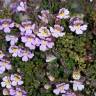 Fotografia 6 da espécie Chaenorhinum origanifolium subesp. origanifolium do Jardim Botânico UTAD