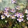 Fotografia 7 da espécie Chaenorhinum origanifolium subesp. origanifolium do Jardim Botânico UTAD