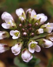 Fotografia da espécie Thlaspi perfoliatum