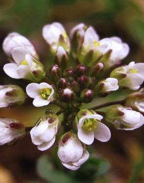 Fotografia 1 da espécie Thlaspi perfoliatum var. perfoliatum no Jardim Botânico UTAD