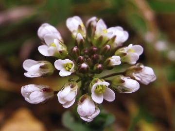 Fotografia da espécie Thlaspi perfoliatum var. perfoliatum