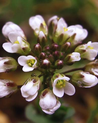 Fotografia de capa Thlaspi perfoliatum var. perfoliatum - do Jardim Botânico